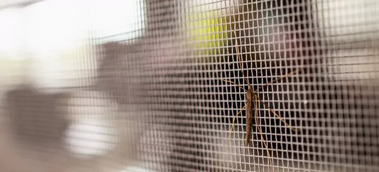 Repair Mosquito Mesh For Windows in University Park, FL